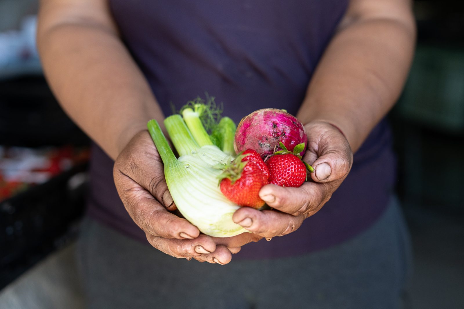 Des mains tenant un fenouil, une betterave rouge et des fraises
